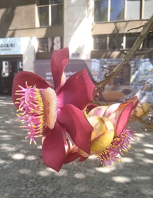 tour in Brasile Rio de Janeiro fiore